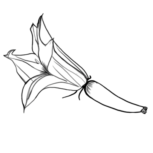 courgette fleur
